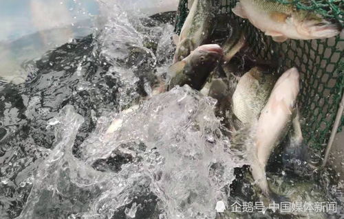 鱼价格飙升，谁是最终受益者？淡水鱼的隐忧与机遇