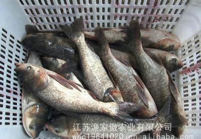 大量无公害淡水鱼鲢鱼上市，欢迎订购