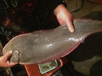 塔嘛鱼是淡水鱼还是深海鱼？