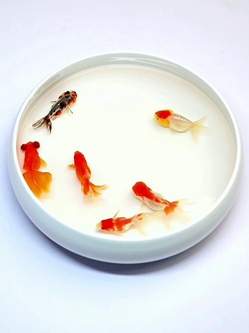 淡水鱼分类中的红草鱼与锦鲤 同属鲤科的非食用种