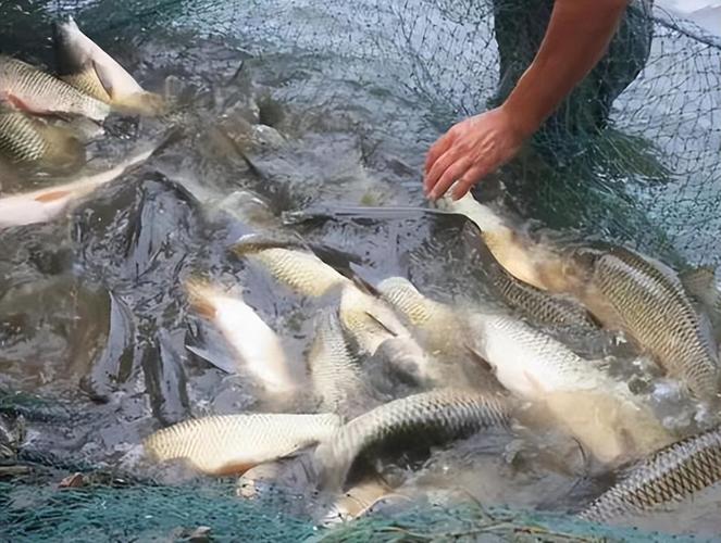 黄河每天冲鱼入海，淡水鱼入海必死？它们的最终去向揭秘