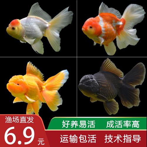 特价观赏鱼活体 淡水小型冷水鱼，轻松打造灵动水族世界